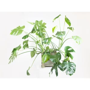 Fashion KarTent Blumen- Und Pflanzentopf Aus Pappe Mit Fusen - Madelief