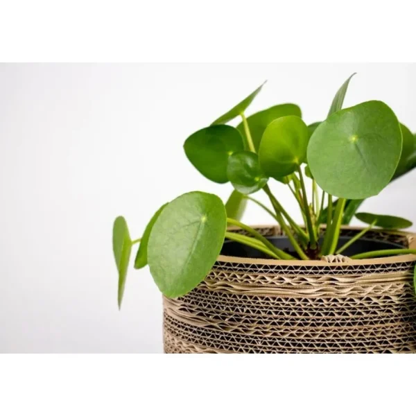 Hot KarTent Blumentopf Und Pflanztopf Aus Pappe - Roos