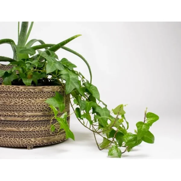 Hot KarTent Blumentopf Und Pflanztopf Aus Pappe - Roos