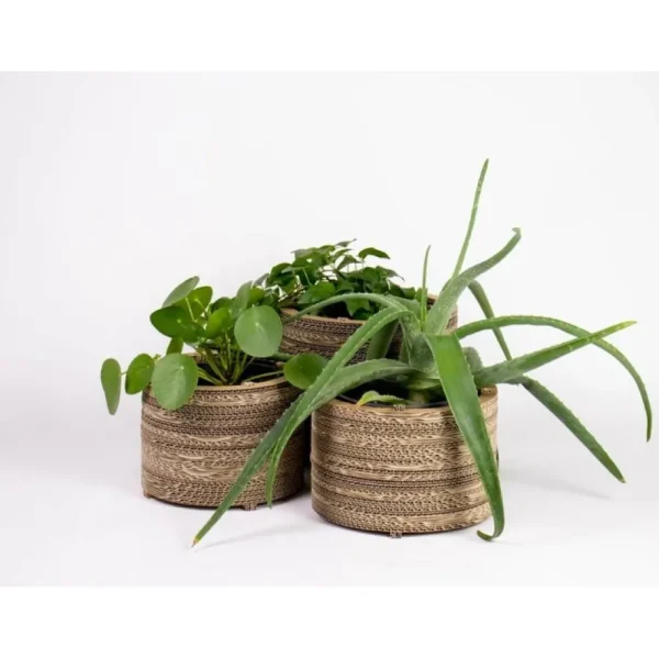 Hot KarTent Blumentopf Und Pflanztopf Aus Pappe - Roos