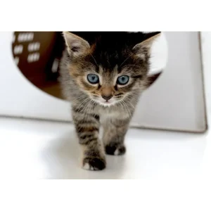 Cheap KarTent Karton Cattent - Das Zelt Fur Katzen