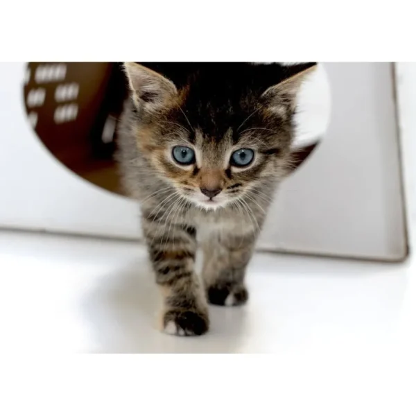 Cheap KarTent Karton Cattent - Das Zelt Fur Katzen