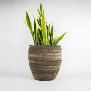 Online KarTent Papp-Pflanzentopf Cyperus