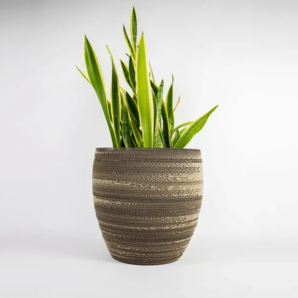 Online KarTent Papp-Pflanzentopf Cyperus