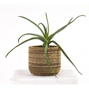 Sale KarTent Papp-Pflanztopf Ficus
