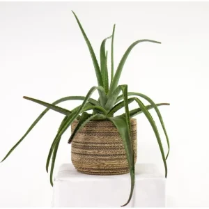 Sale KarTent Papp-Pflanztopf Ficus
