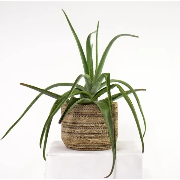 Sale KarTent Papp-Pflanztopf Ficus