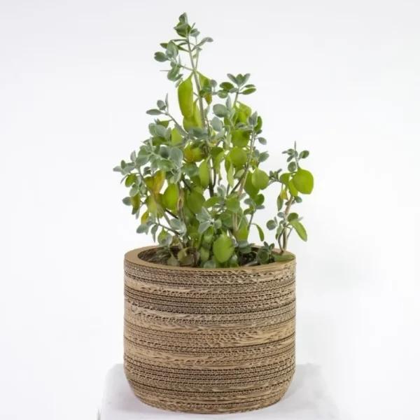 Sale KarTent Papp-Pflanztopf Ficus