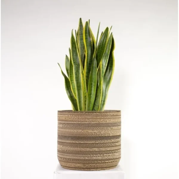 Sale KarTent Papp-Pflanztopf Ficus