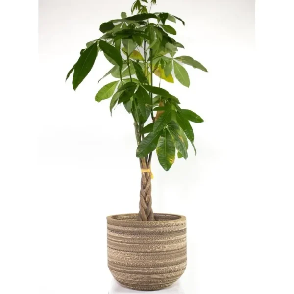 Sale KarTent Papp-Pflanztopf Ficus