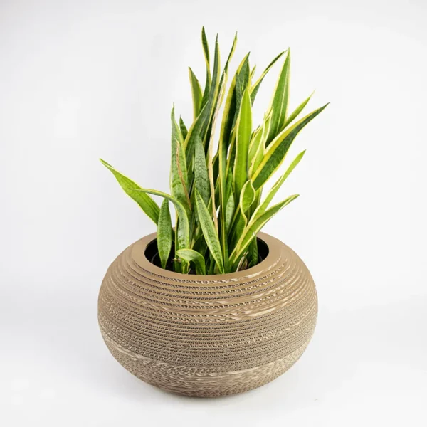 Hot KarTent Papp-Pflanztopf Monstera